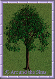 Around the Sims