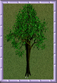 Around the Sims