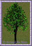 Around the Sims